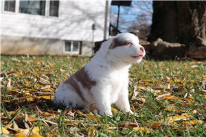 Roma - Miniature Australian Shepherd for sale
