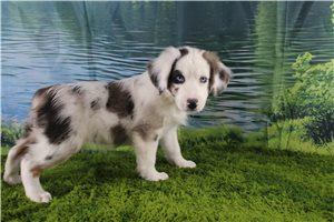 Gretel - puppy for sale