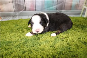 Greta - puppy for sale