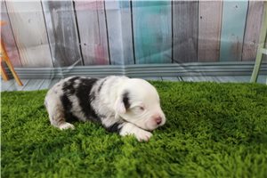 Gris - puppy for sale