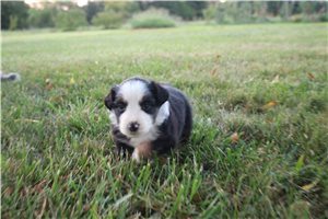 Greta - Miniature Australian Shepherd for sale