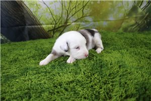 Gregor - Miniature Australian Shepherd for sale