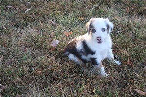 Gretchen - Miniature Australian Shepherd for sale