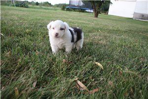 Gwen - Miniature Australian Shepherd for sale