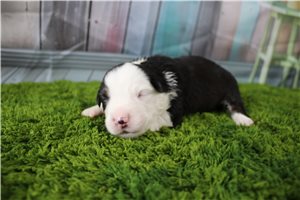 Graham - Miniature Australian Shepherd for sale