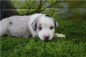 Griffin - Miniature Australian Shepherd for sale