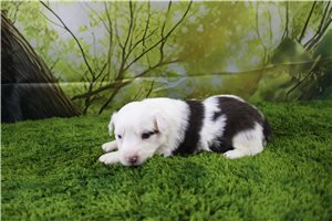 Gwen - Miniature Australian Shepherd for sale