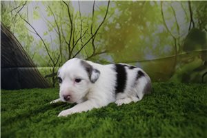 Gretel - Miniature Australian Shepherd for sale