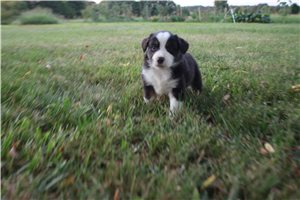Gracie - Miniature Australian Shepherd for sale