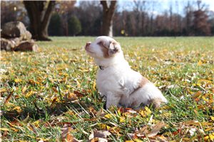Resky - Miniature Australian Shepherd for sale