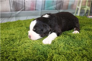 Gracie - puppy for sale