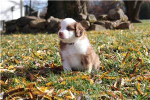 Ronan - Miniature Australian Shepherd for sale