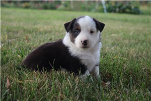 Graham - Miniature Australian Shepherd for sale