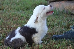 Gwen - Miniature Australian Shepherd for sale