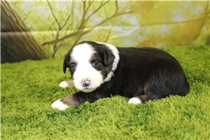 Greta - Miniature Australian Shepherd for sale