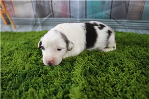 Gretel - puppy for sale