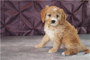 Tatum - Mixed/Other for sale