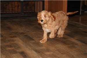 Tucker - Mixed/Other for sale