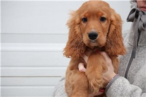 Theodore - Mixed/Other for sale