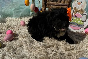 Harlow - Aussiedoodle for sale