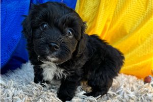 Harmony - puppy for sale