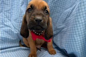August - puppy for sale