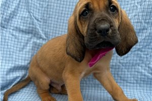 Adrian - Bloodhound for sale