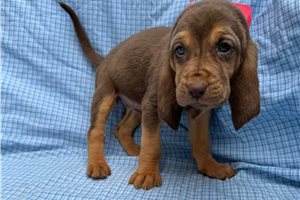 Alice - Bloodhound for sale
