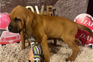 Achilles - Bloodhound for sale