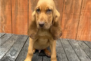 Axel - Bloodhound for sale