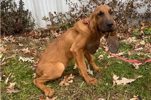Vlad - Bloodhound for sale