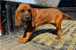 Charles - Bloodhound for sale