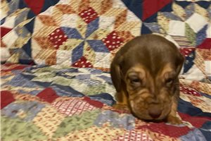 Saga - Bloodhound for sale