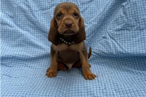 Aaron - Bloodhound for sale