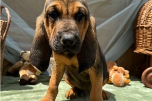 Andrew - Bloodhound for sale
