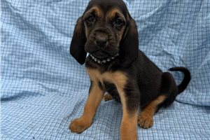 Addison - Bloodhound for sale