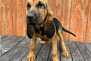 Andrew - Bloodhound for sale