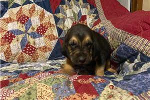 Ajax - Bloodhound for sale