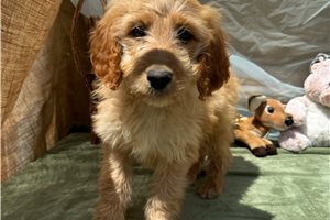 Rae - puppy for sale