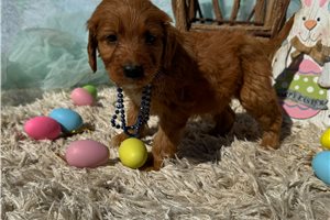 Rio - puppy for sale