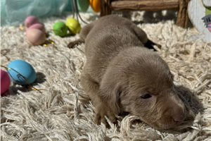 Aria - Labrador Retriever for sale