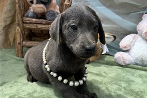 Ava - Labrador Retriever for sale