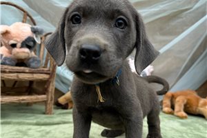 Asher - puppy for sale