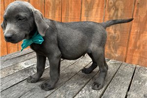 Asher - Labrador Retriever for sale