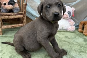 Avery - Labrador Retriever for sale
