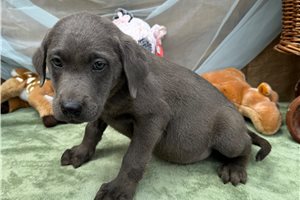 Aiden - Labrador Retriever for sale