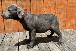 Abigail - Labrador Retriever for sale