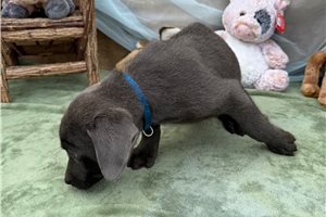 Asher - Labrador Retriever for sale
