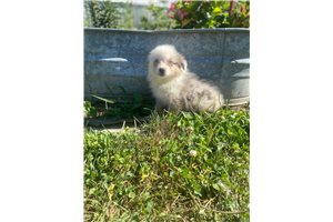 Tidbit - Miniature Australian Shepherd for sale