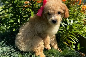 Penelope - Miniature Poodle for sale